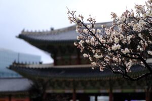 korean language study plan essay